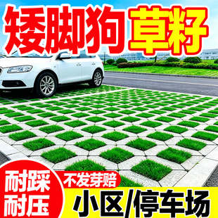 矮脚狗草籽公园停车场专用耐热耐旱耐压种子停车场草坪砖草坪种籽