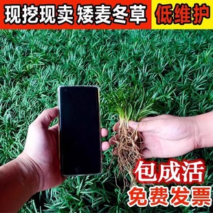 日本矮麦冬草苗带土麦冬草苗玉龙草耐寒别墅庭院园林绿化草坪植物