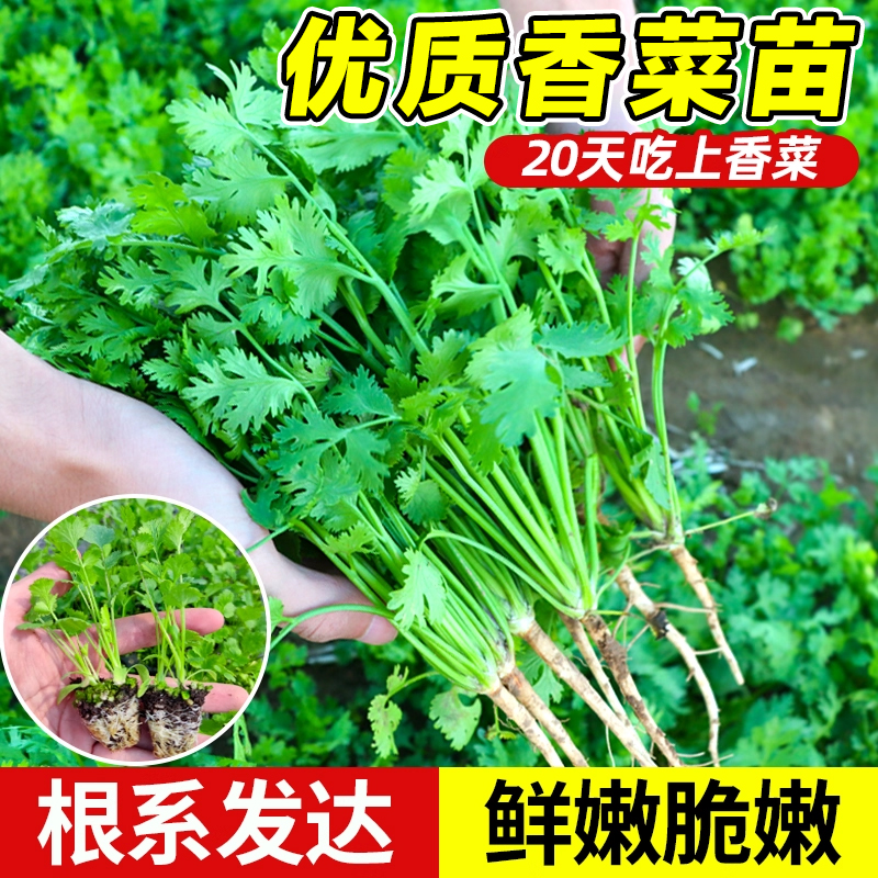 香菜苗根系发达鲜嫩脆嫩