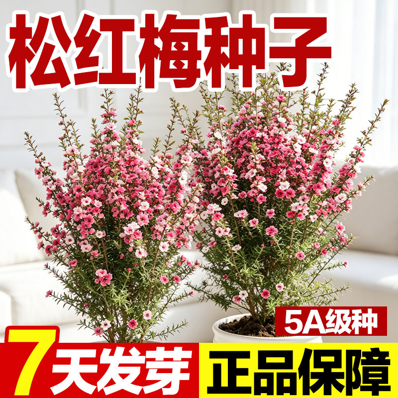 松红梅种子发芽率高好种易活图片