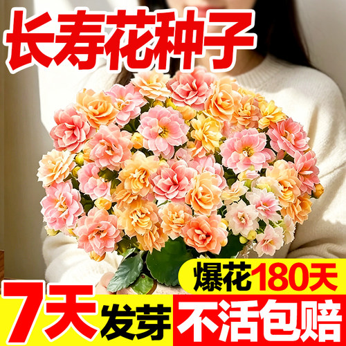 长寿花种子发芽率高好种易活