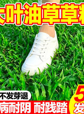 四季大叶油草坪种子庭院绿化耐踩