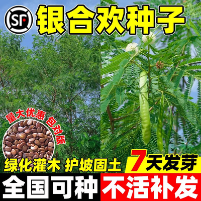 银合欢种籽全国可种发芽率高