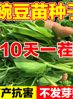 豌豆苗种子高产抗病十天一茬
