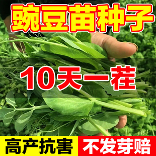 豌豆苗种子大小粒麻豌豆鸽粮无土发豌豆尖芽苗菜阳台四季可种好养
