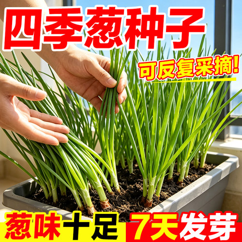葱种子四季播种谁种都活不活包补