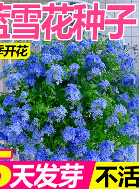 蓝雪花种子多季开花好种易活