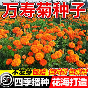 万寿菊种子混色臭芙蓉花种籽子驱蚊盆栽种籽花籽菊花臭菊四季易活