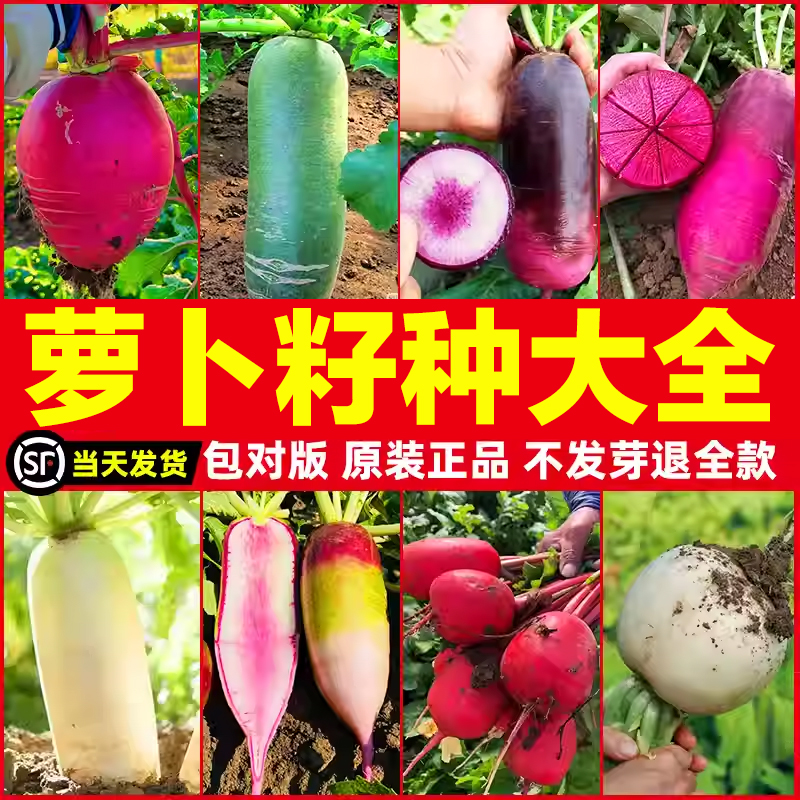 萝卜籽种大全当季新种发芽率高