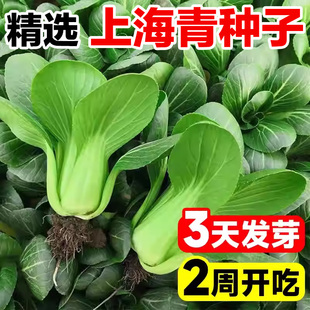 上海青种子蔬菜种籽孑冬天大全矮脚黑叶苏州青小青菜四季 油菜种子