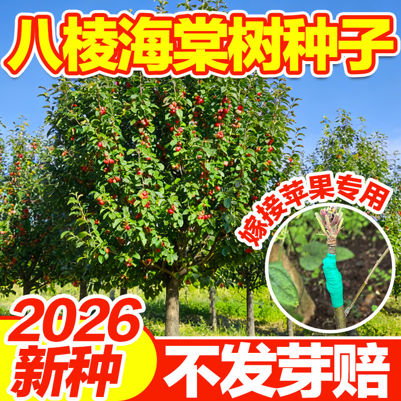 八棱海棠种子海棠花种子海棠籽嫁接苹果砧林木种子八棱海棠树种子