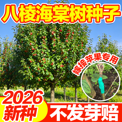 八棱海棠树种子耐寒耐旱发芽率高