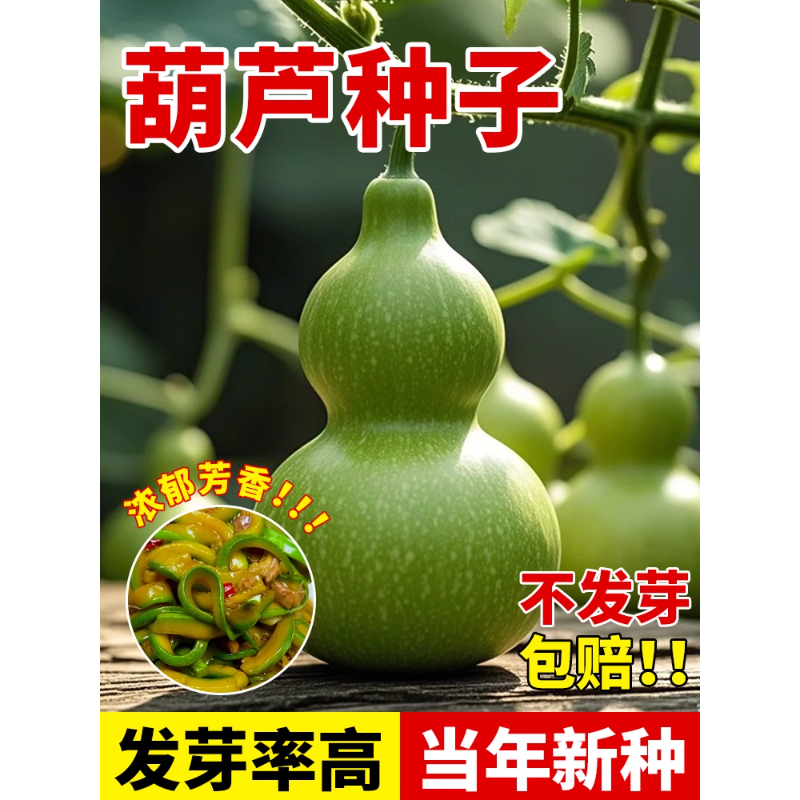 葫芦种子当年新种发芽率高
