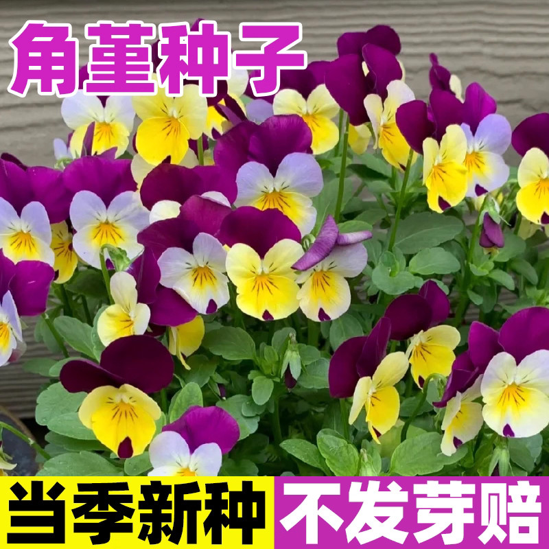 角堇种子进口皱边日本品种耐寒春秋播种颜色多变花开不断花卉种子