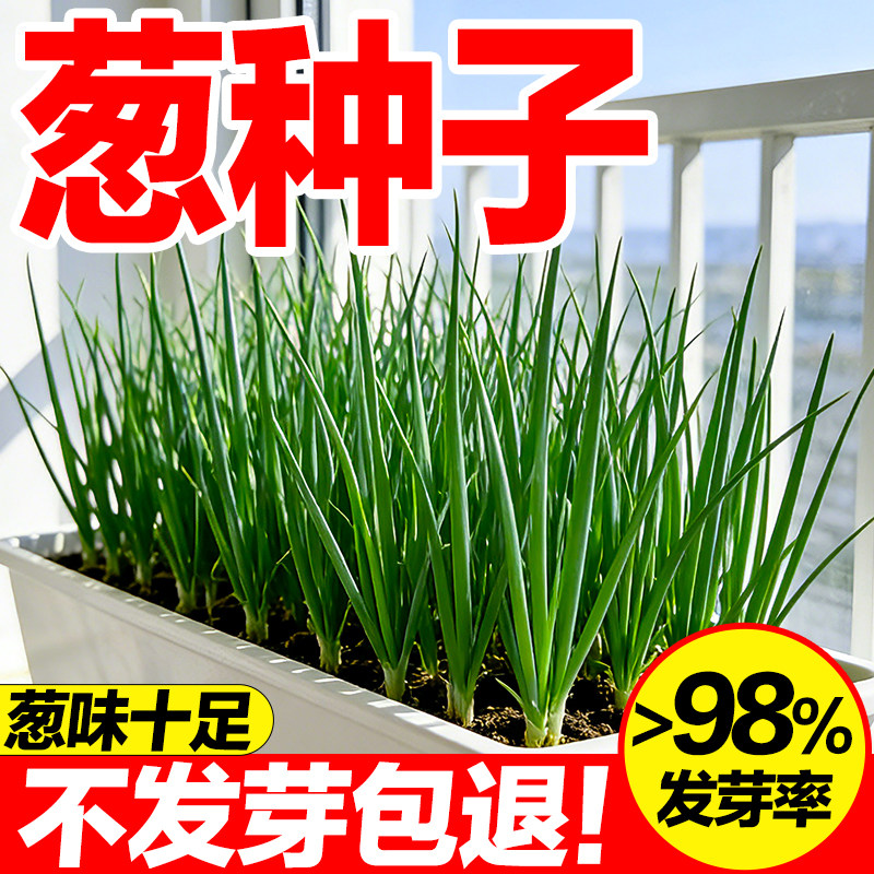 葱种子四季小香葱种庭院阳台家庭种植盆栽大全播易种蔬果种籽好养