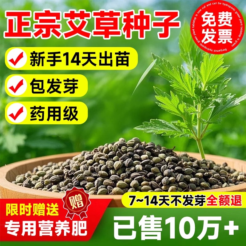 艾叶靳艾草种子大叶艾蒿青蒿种籽四季驱蚊草野生香艾草苗食用青团