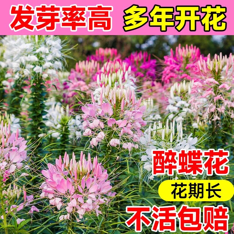 醉蝶花种子发芽率高超长花期图片