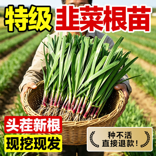 四季现挖带土大宽叶韭菜根苗批发