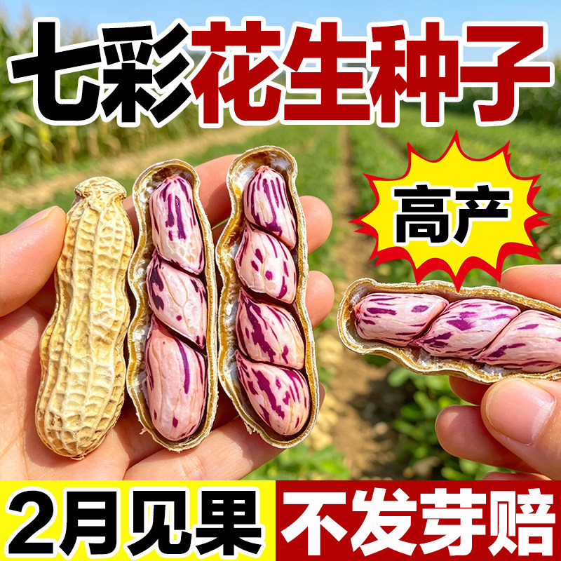 云南七彩花生种子2026新种晒干图片