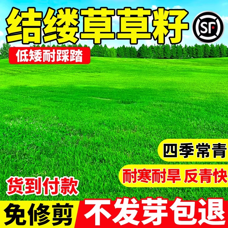 结缕草草籽四季常青耐寒耐旱