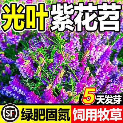 光叶紫花苕种子绿肥固氮饲用牧草