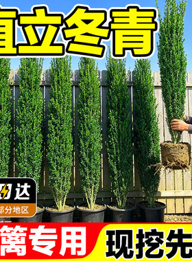 直立冬青绿篱树苗篱笆围墙包成活