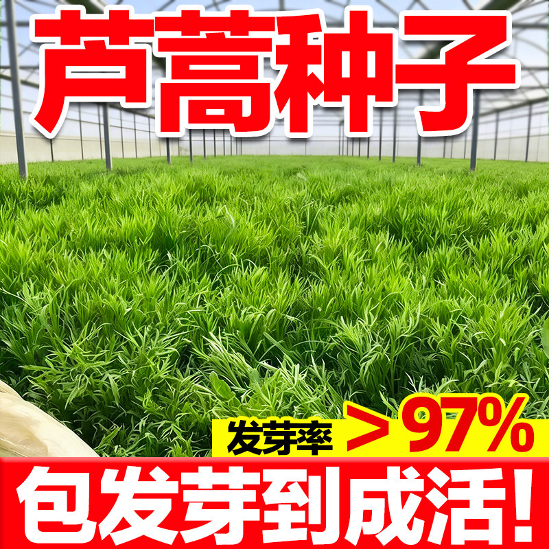芦蒿种子春季夏季四季种植藜蒿蔬菜水蒿茼苗南京特产水蒿柳蒿种子