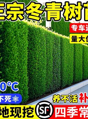 冬青树苗基地现挖四季常青