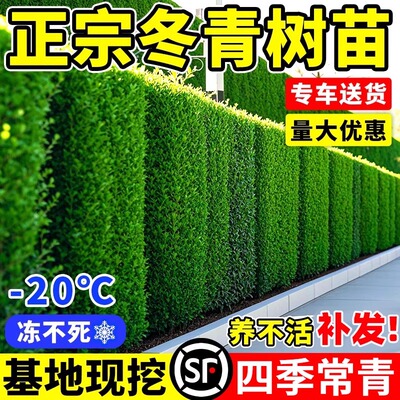 冬青树苗基地现挖四季常青