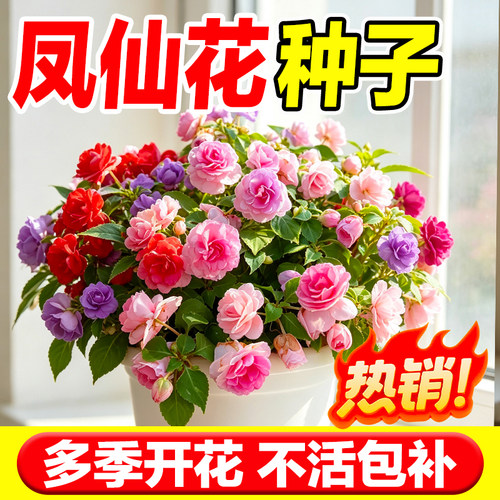 凤仙花种子重瓣大花发芽率高包活