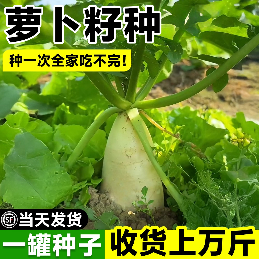 萝卜籽种当季新种发芽率高