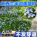 新西兰半边莲草籽蓝色地被匍匐耐热耐寒耐晒盆栽草本植物花园宿根