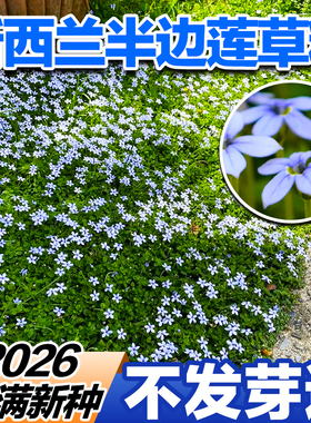 新西兰半边莲草籽蓝色地被匍匐耐热耐寒耐晒盆栽草本植物花园宿根