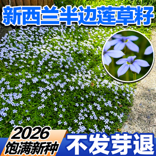 新西兰半边莲草籽蓝色地被匍匐耐热耐寒耐晒盆栽草本植物花园宿根