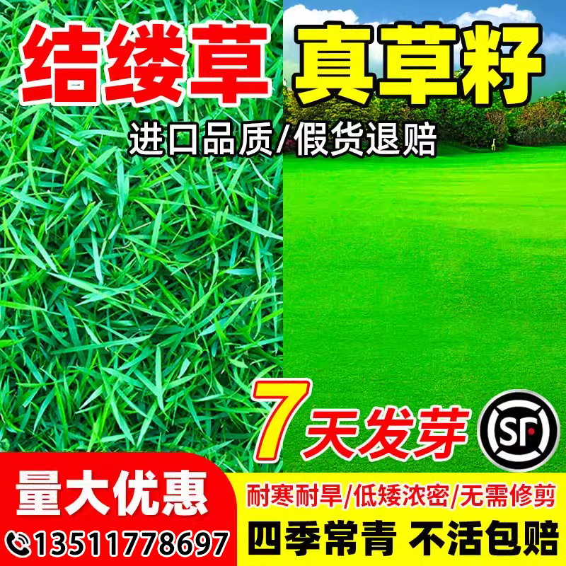 结缕草草籽低矮浓密耐寒耐旱