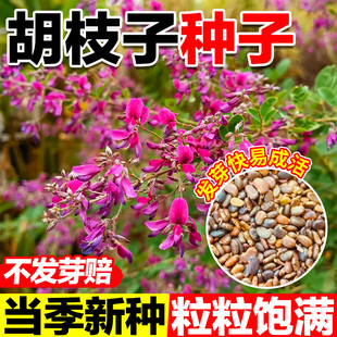 胡枝子种子护坡固土耐旱草籽耐盐碱防风固沙荒山工程绿化灌木种子