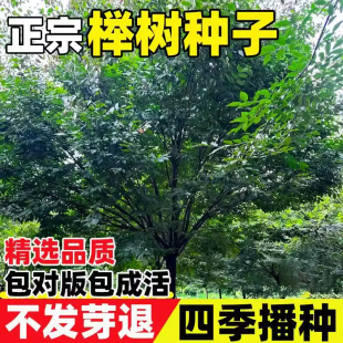 榉树种子 小叶朴树 小叶红榉 大叶青榉种子 大叶朴树包邮红榉树