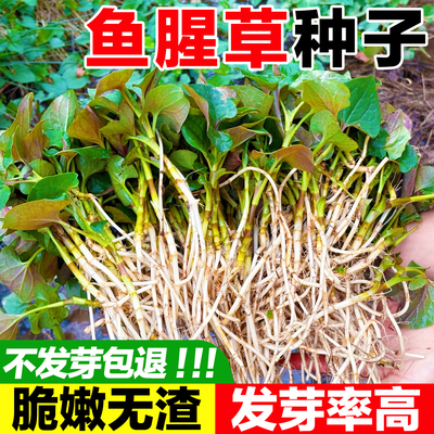 鱼腥草种子脆嫩无渣发芽率高