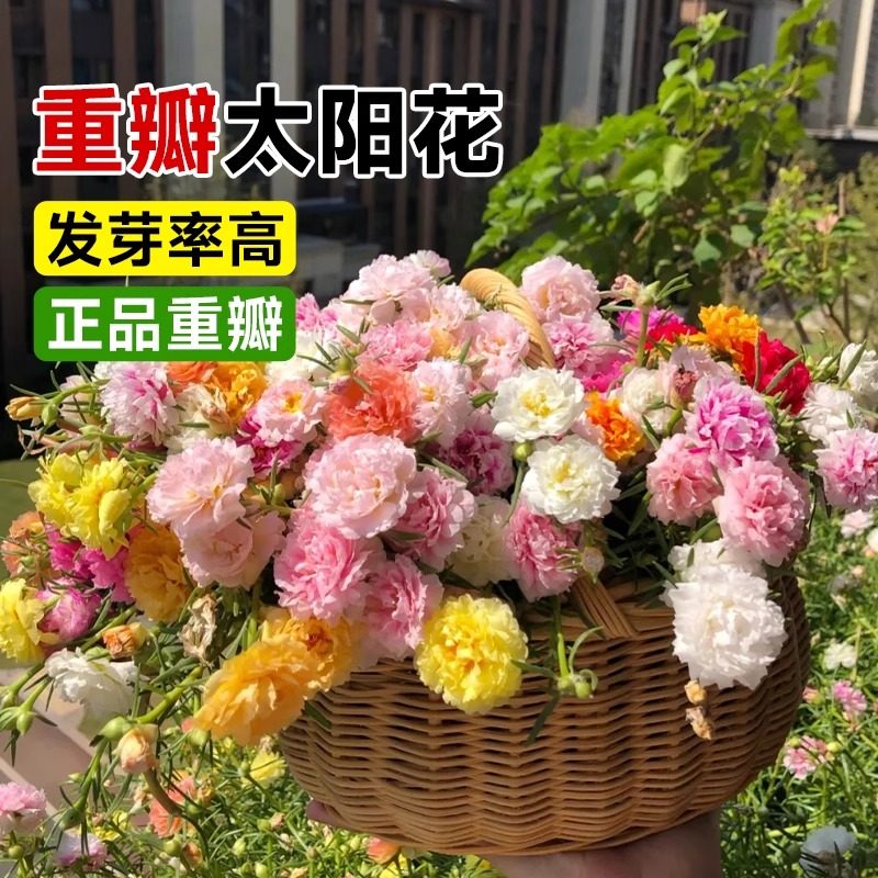 太阳花花籽发芽率高不挑环境
