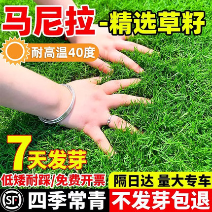 马尼拉四季常青草坪草籽护坡狗牙根庭院地毯草皮绿化黑麦草种子孑