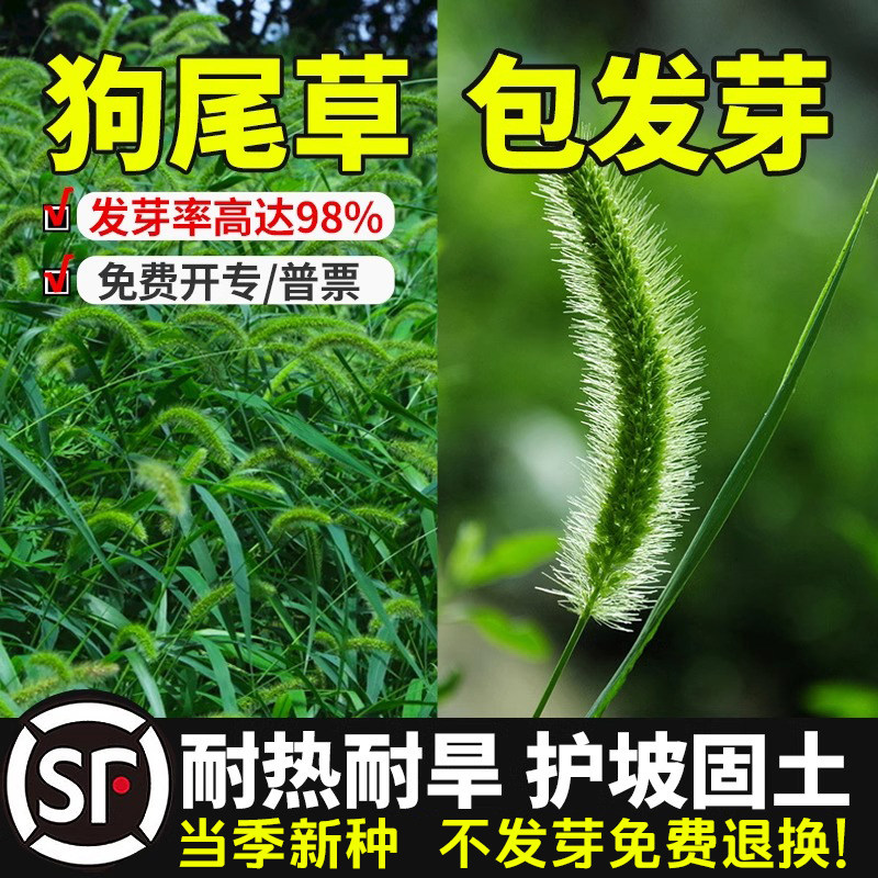 狗尾巴草种子野草种杂草种籽狗尾草种子耐旱绿化观赏草籽护坡牧草