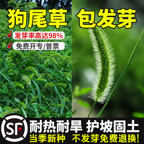 狗尾巴草种子发芽率高当季新种
