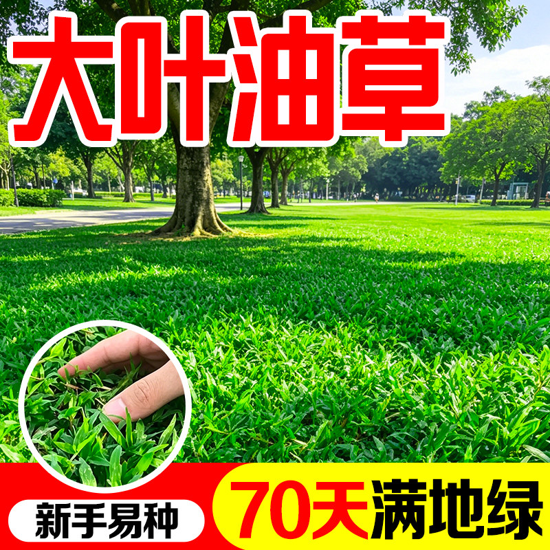 大叶油草种子耐寒耐旱再生力强