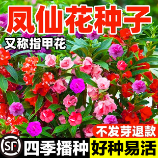 凤仙花种子指甲花籽四季庭院盆栽地栽凤仙透骨草急性子桃红金凤花