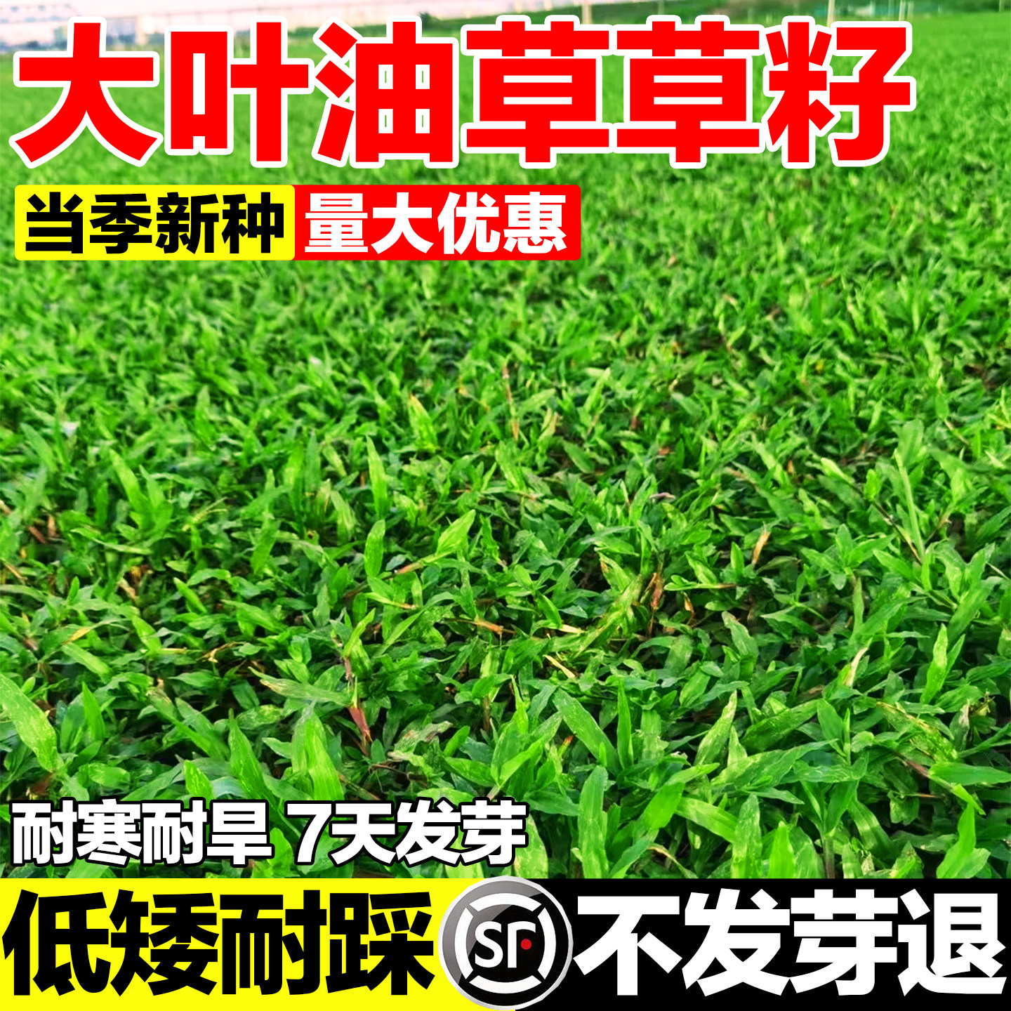 大叶油草草籽大叶油草种籽矮生公园绿化四季青耐热抗旱草坪草种子