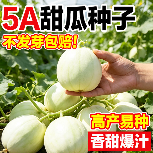 甜瓜种子四季播高产易种发芽率高