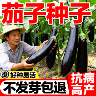 茄子种子烧烤高产蔬菜种孑黑茄子老品种花茄本地茄子大全杭茄秧苗