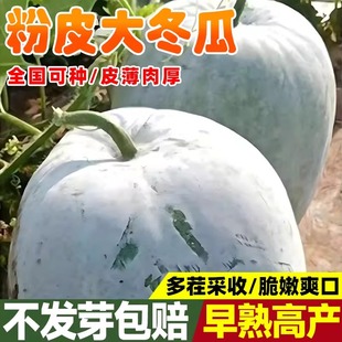 粉皮冬瓜种子高产肉厚特大冬瓜子种子东瓜蔬菜种子白皮大冬瓜种籽