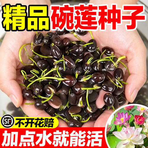碗莲种子水培四季开花易活真种子