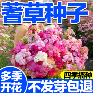 蓍草种子西洋千叶花籽欧蓍神锯草籽宿根耐寒可切花蕾丝花阳台盆栽